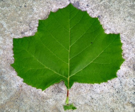 {Platanus occidentalis}